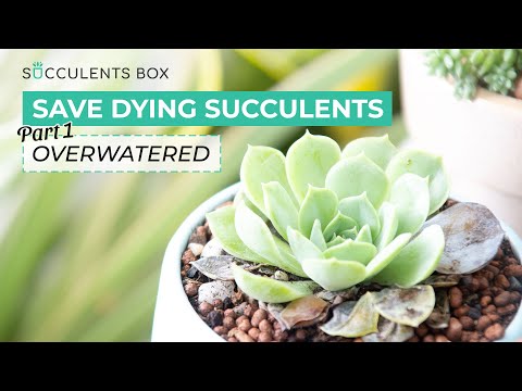 HOW TO SAVE OVERWATERED SUCCULENTS | SUCCULENT CARE TIPS