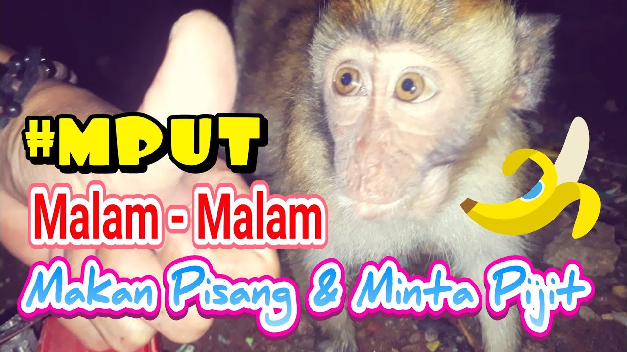 Mput Litle Monyet Malam Malam Makan Pisang Minta Di Pijitin