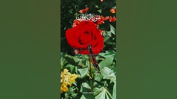 | سورة الكافرون🌸🥀🌸| الشيخ رعد محمد الكردي❤ | قُلۡ یَـٰۤأَیُّهَا ٱلۡكَـٰفِرُونَ 🌸🌸| صوت الرئعة🌸❤|