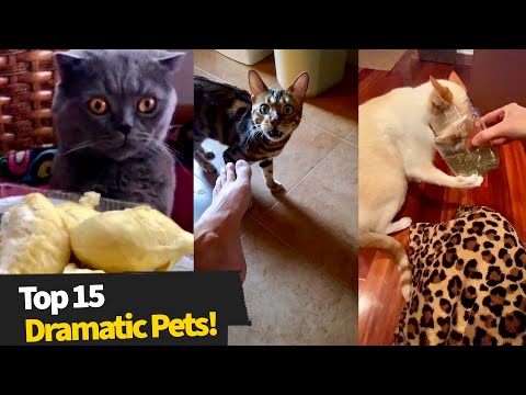 Top 15 Overly Dramatic Pets | Dramatic Animals Compilation