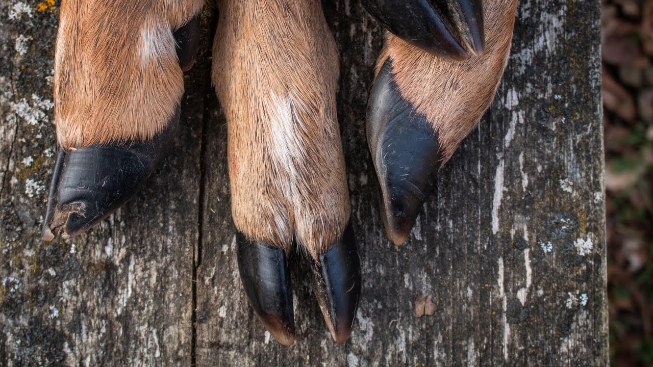 How to Prepare Deer Legs for Dogs: Safe & Nutritious Tips