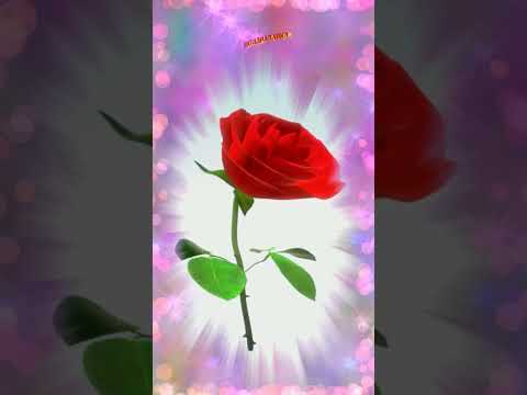 Поздравляю! 🌹 Красивая видео открытка Поздравляю!