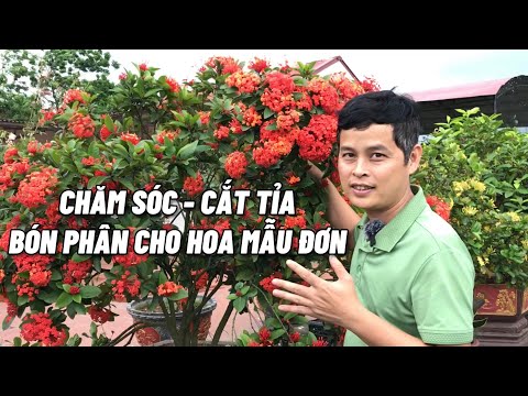 Video: Khi nào thì cắt tỉa hoa mẫu đơn cho mùa đông? Lời khuyên chuyên gia