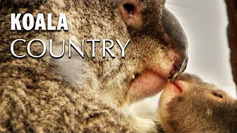 Koala Country: Survival in Australia's Changing Eucalyptus Forest | Wild Tales | Documentary