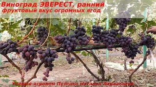 Виноград ЭВЕРЕСТ - очень крупные ягоды и хороший приятный вкус. (Пузенко Наталья Лариасовна)