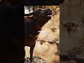 When the Ground Gave Way ⚡ | Buffalo’s Fall into Darkness 🕳️ | NatureVerse Media #animalrescue #ai