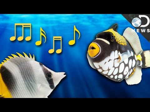 Video: Do fish have a language and how do they use it?