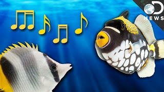How Do Fish Talk To Each Other? How Do Fish Talk To Each Other?