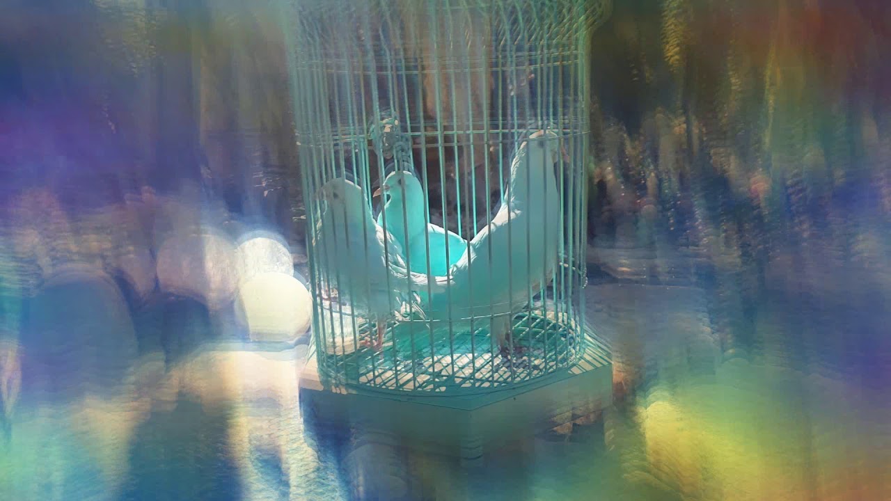 French Blue Doves Enjoying the Relaxing Crystal Garden