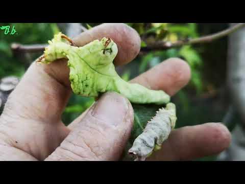 Video: Şeftali Aft Tedavisi – Şeftali Ağaçlarının Leucostoma Aftı Nasıl Yönetilir