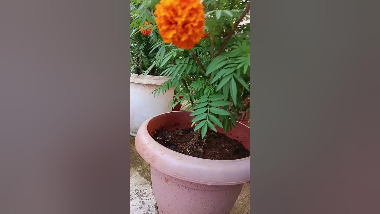 Gajab Ka Fertilizer Jo Phulo Aur Phalo Se Bhar De Paudhe Ko latest gajab-ka-fertilizer-jo-phulo-aur-phalo-se-bhar-de-paudhe-ko-latest