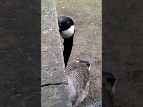 Goose tapping on