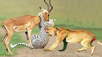 Unbelievable! King Lion Really Want To Save Impala From Leopard Hunting – Lion Steal Prey of Leopard thumbnail