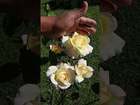 Peace - Madame