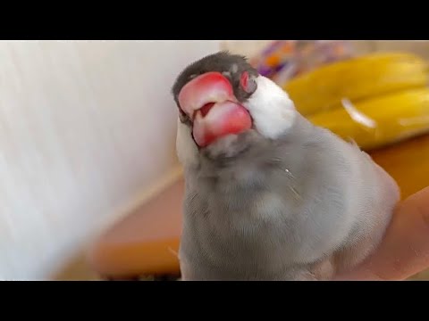 文鳥のお口もっちゃもっちゃ　java sparrow