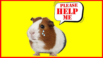 Guinea Pig Care For Beginners | 20 Ways You Are Hurting Your Guinea Pig Without Realizing