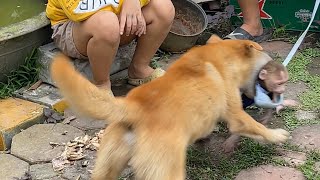 Monkey Kaka Playing With Dogs Are Very Lovely .