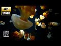 Deep Meditation &amp; Quick Sleep Music 12HRS, Flame jellyfish 4K UHD