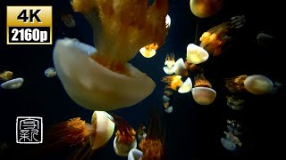 Deep Meditation Quick Sleep Music 12Hrs Flame Jellyfish 4K Uhd