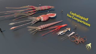 Cephalopods Size Comparison | 3D Animation #animation #animals