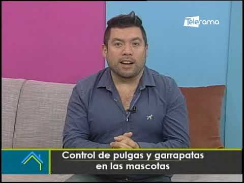 Control de pulgas y garrapatas en las mascotas