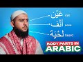 Body parts in arabic  learn arabic easy