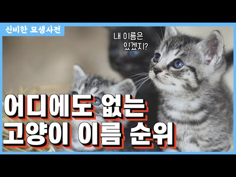 [ENG SUB] 고양이 이름 인기순위 TOP10