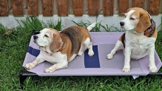 Watch These Pups Go WILD Over Their Birthday Presents! Happy Birthday Charlie and Lilly by Charlie The Beagle 1,128 views 5 days ago 1 minute, 37 seconds