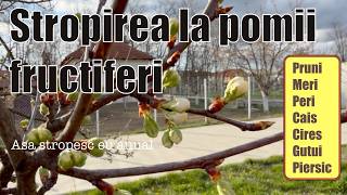 What do I spray trees with in spring? What do I spray trees with in spring?