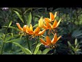Ботанический сад. Лилии и Лилейники (2020)
