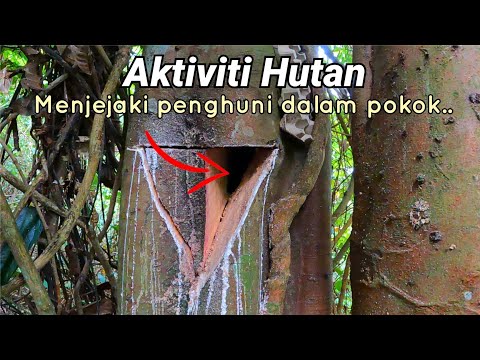 Menjejaki penghuni dalam pokok.