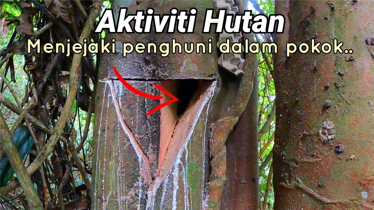 Menjejaki penghuni dalam pokok.