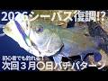 3月の小規模河川、水路のバチパターンシーバス攻略 初心者でも釣れる次回バチ抜け予測 港湾バチ 回転バチにも期待!