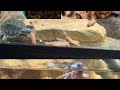 Feeding charcoal red ear slider &amp; caramel pink red eared slider 