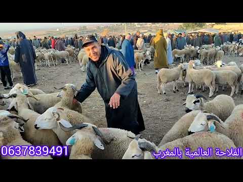 تمن رخيص في سوق حد لبروج بني مسكين بتاريخ 2 11 2025 