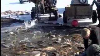 Utah Lake-Carp Removal