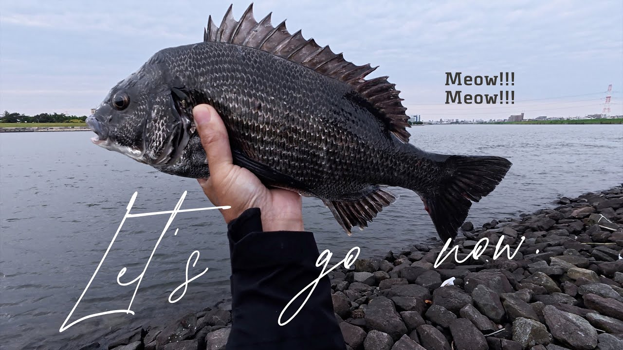 🔥東京タダ釣り革命！舞浜×浦安 クロダイ爆釣聖地｜初心者1時間で箱埋め戦法「クロダイ（黑鲷）、タダ釣り（免费钓鱼）、爆釣、初心者」