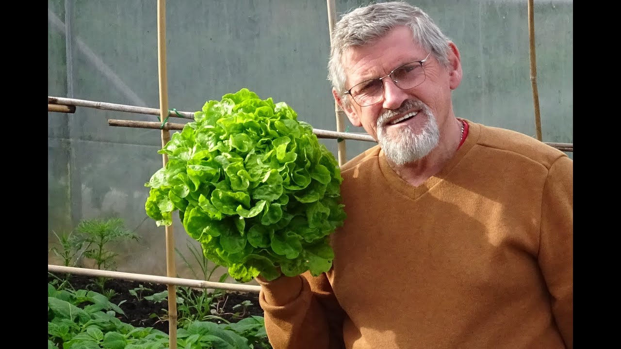 le 01/05/2024 : Mes conseils pour avoir de la salade a volonté