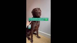 Conoce la bruma repelente para perros ecológica, The Doog Life