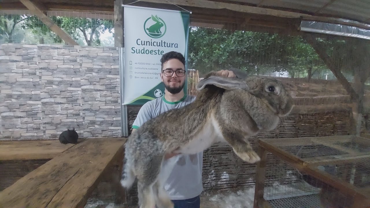 Cunicultura - Conheça a criação de mini e coelhos gigantes da família Dallanora e Bom Jesus do Sul