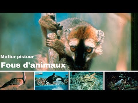 Métier pisteur - les lémuriens - Madagascar - Fous d'animaux