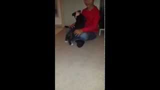 Bull Terrier Black And White Male