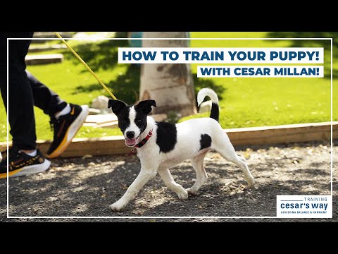 Video: Cesar Millan