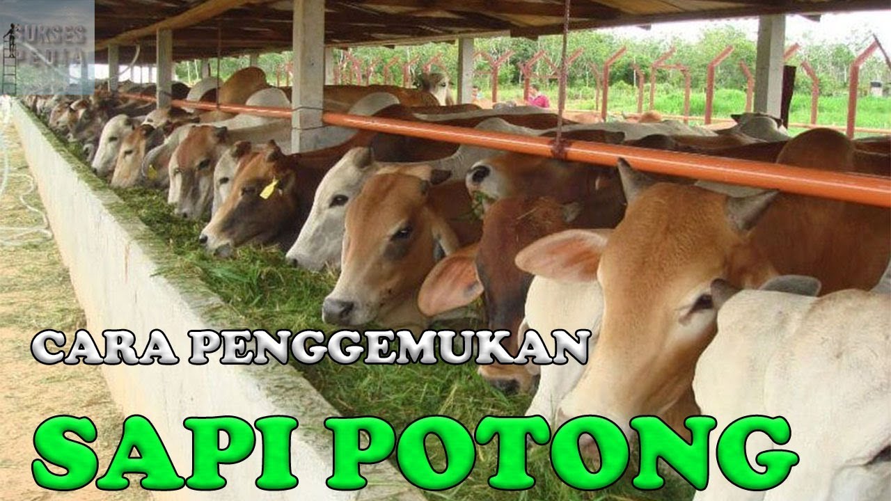 CARA PENGGEMUKAN SAPI POTONG SECARA ORGANIK HANYA DALAM 