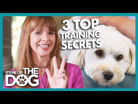 Video: Saglabājiet savu suni motivētas treniņa laikā