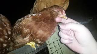 How to put your chicken to sleep by GuNSaYa 451 views 7 years ago 1 minute, 21 seconds