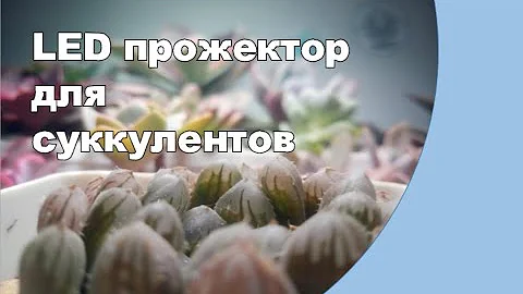 Лучший вариант подсветки? LED прожектор для суккулентов