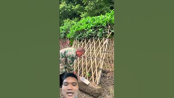 Hàng Rào Bằng Cây Cảnh #landscape