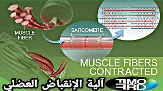 تشريح العضلة ( الحلقة 2) آلية التقلص العضلي / MUSCLE (PART 2) SKELETAL MUSCLE CONTRACTION