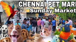 chennai pet market Sunday market/செல்ல பிராணிகள் சந்தை